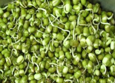 青豆发芽环境 青豆怎么发芽快