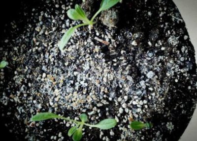 勿忘我种子播种时间 勿忘我种子什么时候播种最好