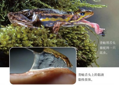 动物舌头的特点和作用是什么 动物们舌头上的超能力作用