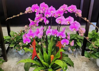 蝴蝶兰缺水叶片的症状 蝴蝶兰如何判断是否缺水