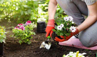 满天星种子泡几天能发芽 满天星种子泡多久发芽