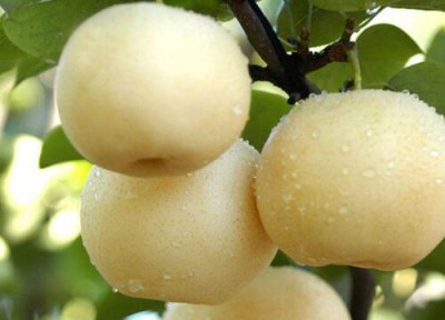 连州水晶梨产地 连州水晶梨什么时候成熟