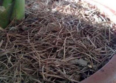 松针怎样发酵做成花肥 弄来松针怎样弄成养花肥营养土