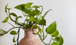 卧室内适合养什么花好 哪些花能在卧室养殖