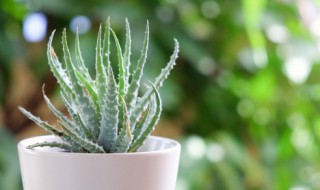 新房放什么植物除甲醛 新房放哪种植物除甲醛