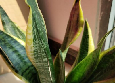 虎皮兰叶片发软是什么情况 虎皮兰叶片发软是怎么回事