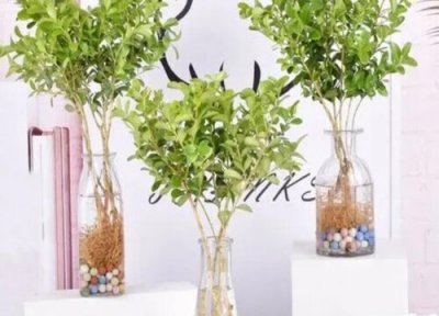 米兰花何时修剪 米兰开完花如何修剪开花越来越多