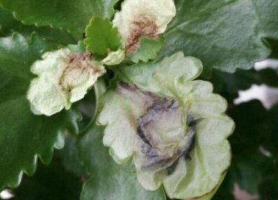 长寿花的病害防治 长寿花病虫害防治方法与技术措施