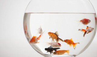 红龙鱼用什么灯发色好 养红龙鱼用什么灯好