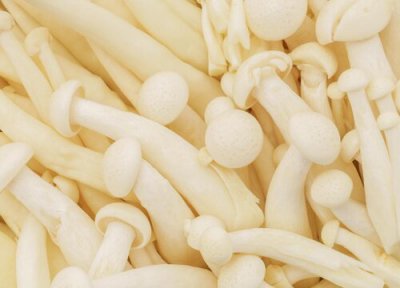 菌类是植物吗 菌类到底是动物还是植物