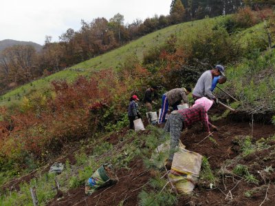 带泥土鲜人参怎么保存最久 鲜人参长期储存这3招够用了