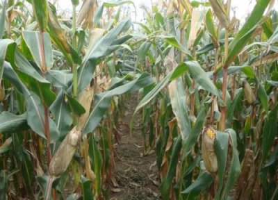 先玉1483玉米种子介绍 先玉品种产量介绍、审定公告