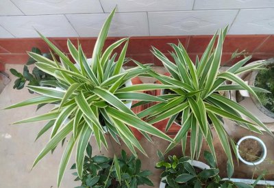 吊兰适合室内还是室外养 新手种植吊兰摆对位置很重要