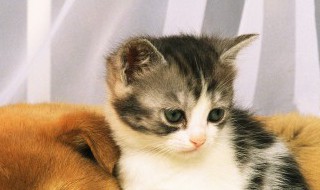 家里养猫如何清洗毛绒 家里养猫怎么清洗毛绒