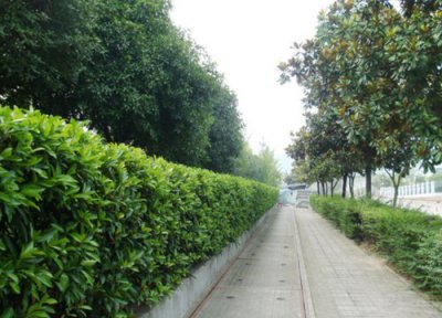 瓜子黄杨的养殖方法 瓜子黄杨的养殖方法和注意事项