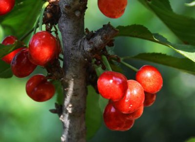 冬季如何管理樱桃树防寒工作 樱桃树越冬防冻保暖措施