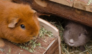 金丝熊和仓鼠能一起养吗 仓鼠和金丝熊可以混养在一起吗