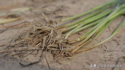 小麦茎基腐病是什么原因引起形成 茎基腐病症状及防治方法