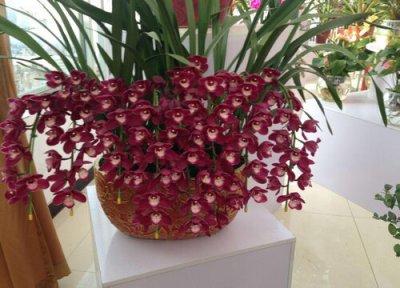 惠兰换盆时间和方法 换盆操作步骤 图解