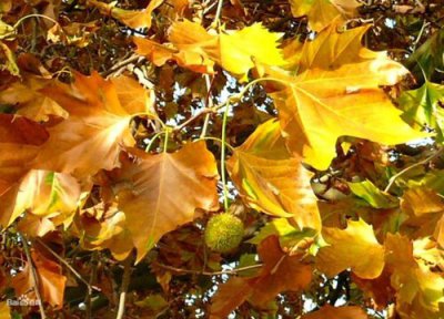 悬铃木简介 悬铃木和梧桐的区别