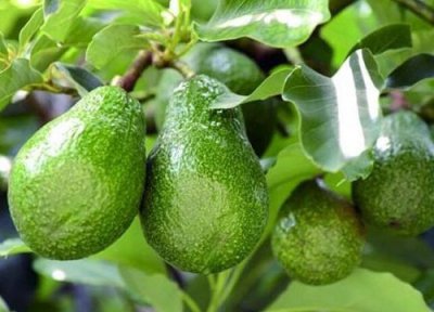 牛油果能放冰箱吗 牛油果冷藏存放时间