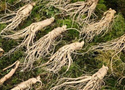 鲜人参在家里最佳保存方法 鲜人参的储藏与保鲜方法