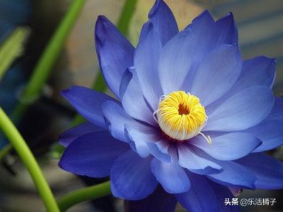 莲花的寓意和象征是什么 解读莲花的历史背景及花语