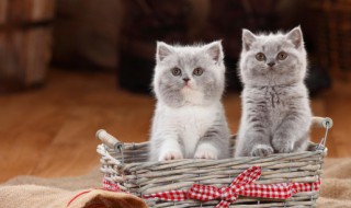 猫瘟怎么消毒 怎么消毒猫瘟