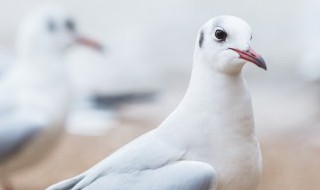 怎样挑选鸽子 如何挑选鸽子