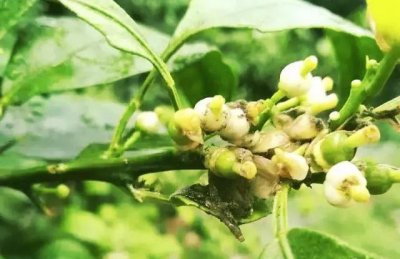 橘子树什么时候开花 从幼苗移栽后需要3年左右才开花