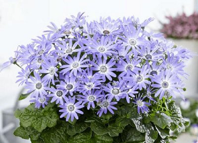 瓜叶菊花期时间 瓜叶菊花期是什么时候