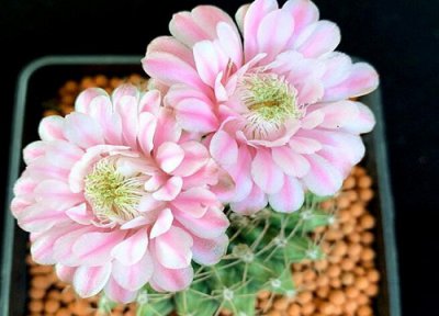 仙人球开花时的养护 仙人球花谢后怎么养护