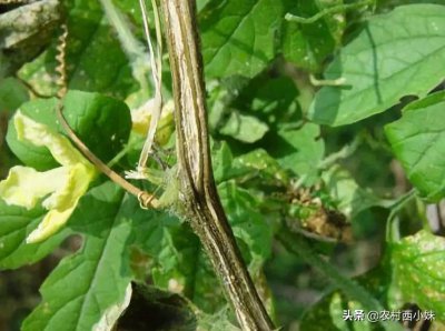 黄瓜蔓枯病治疗方法 黄瓜的蔓枯病用什么药防治效果最好