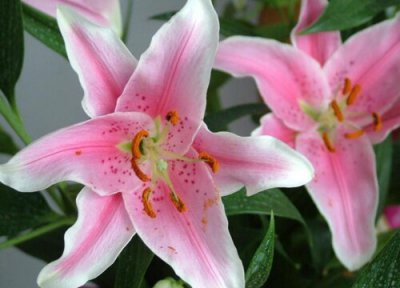 卡萨布兰卡是什么花 有什么传说 其花语和象征意义