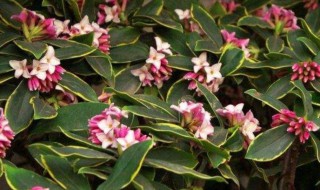 瑞香的种植与养护方法 瑞香如何种植与养护