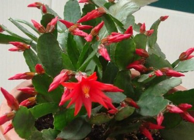 冬天怎么给蟹爪兰浇水 蟹爪兰冬天浇水也要浇透吗