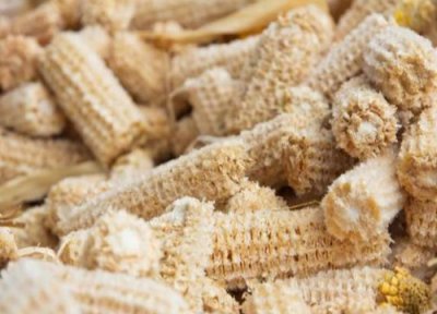 玉米芯种植平菇技术全过程资料 玉米芯生料栽培平菇