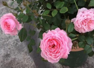 铃之妖精是藤本还是灌木 铃之妖精属于藤本还是灌木