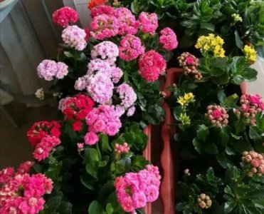 长寿花的叶子可以扦插吗 长寿花叶片扦插繁殖方法