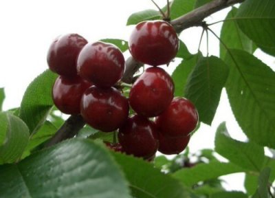 加拿大气候条件 加拿大盛产什么水果有名