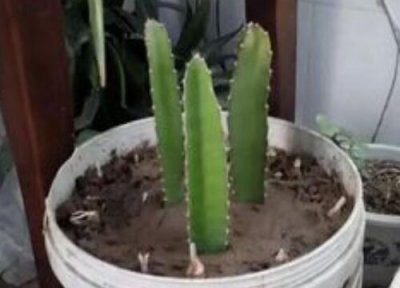 火龙果扦插的几种方法 扦插火龙果如何避免黑腐