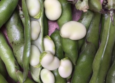 蚕豆壳做肥料 蚕豆壳可以做肥料吗