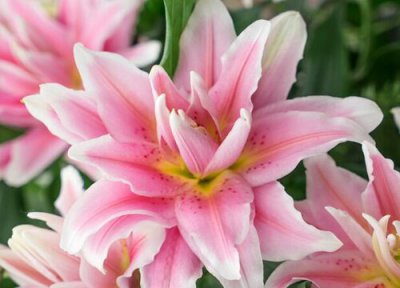 百合花养多久才能开花 种多久可以开花一次