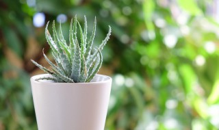 芦荟换盆方法和注意事项 芦荟换盆的方法和哪些注意事项