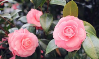 家里放什么花树旺家旺财 适合家里摆放的招财植物