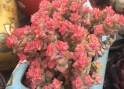 夏天多肉换盆方法要点 夏天多肉换盆注意事项