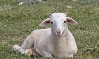 新手养殖羊注意什么 关于养殖羊注意什么