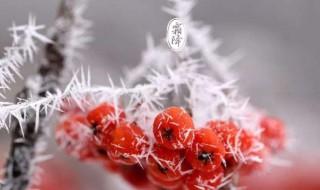 今日霜降说说 今日霜降的朋友圈句子