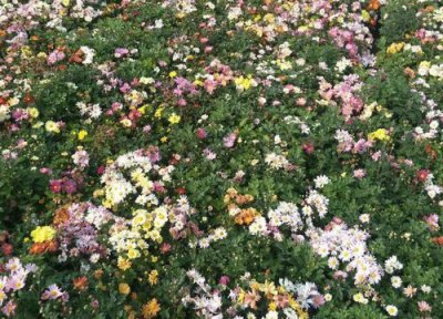 地被菊花期时间 地被菊花期是什么时候