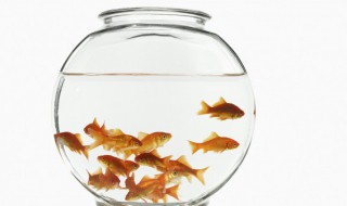 室内养殖鱼需要注意什么 室内养殖鱼有什么注意事项